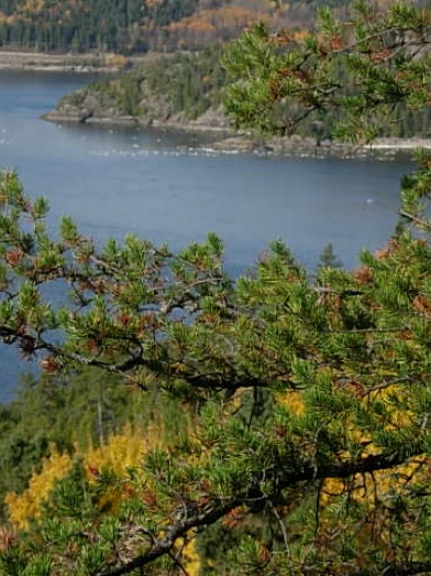 Pin gris, jack pine