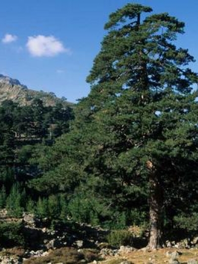 Pin noir, black pine