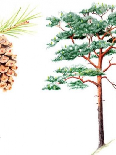 Pin sylvestre, scots pine