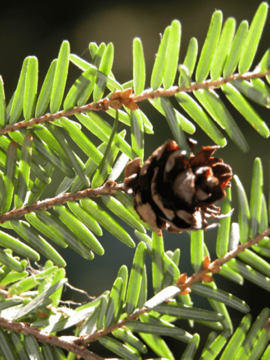 Pruche, hemlock spruce