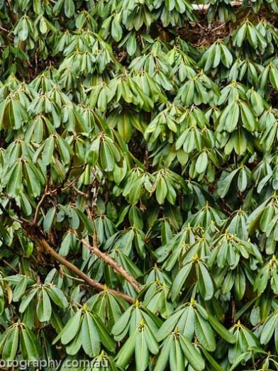 Rhododendron