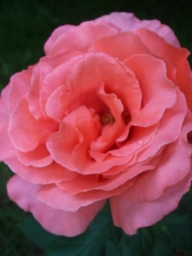 Rose de Damas 
