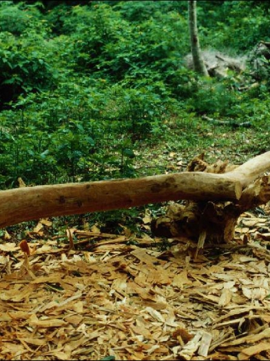 Santal, sandalwood
