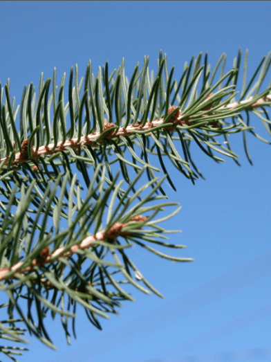 sapin baumier, Balsam fir