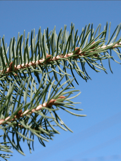 sapin baumier balsam fir