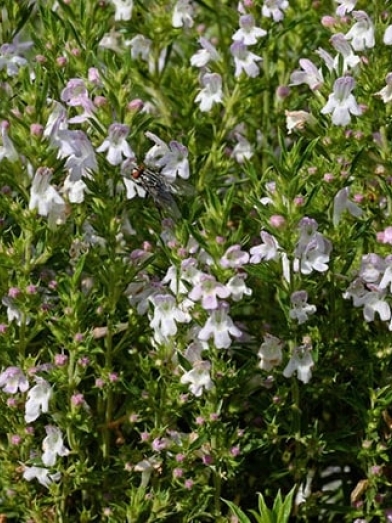 Sarriette des montagnes biologique, organic savory
