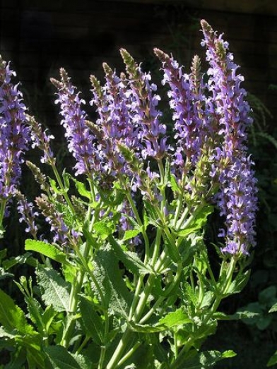 sauge officinale, sage