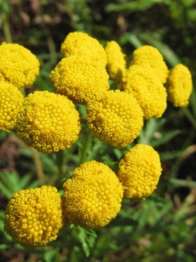 Tanaisie vulgaire, tansy