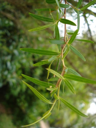 Tea tree citronné, lemon tea tree
