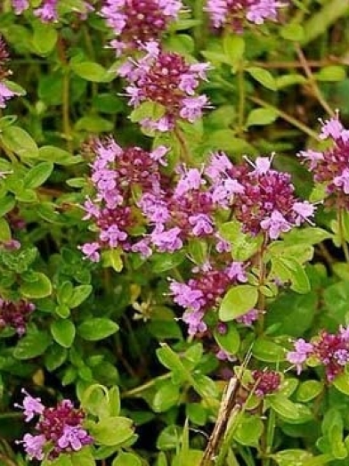 Thym rouge, red thyme
