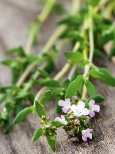 Thym vulgaire à thymol,  thyme ct thymol