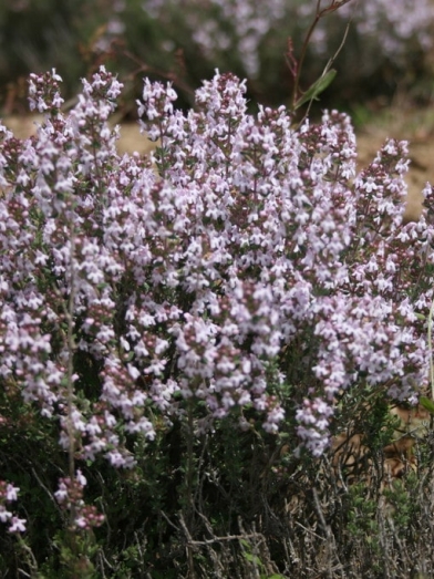 Thym vulgaire à linalol, Thyme ct linalol
