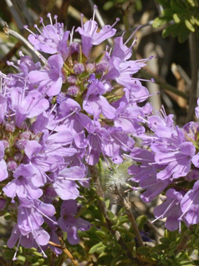 Thym saturéioide, Thyme satureioide