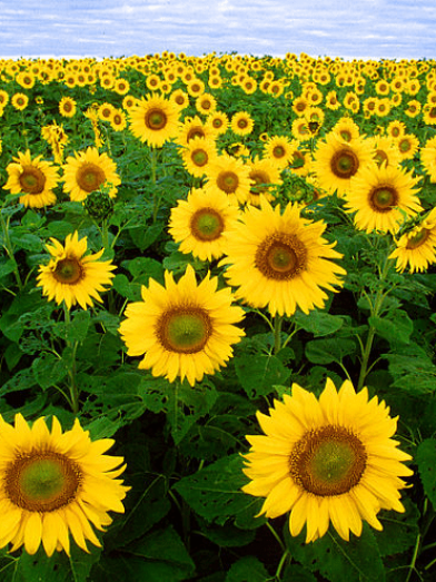 Tournesol