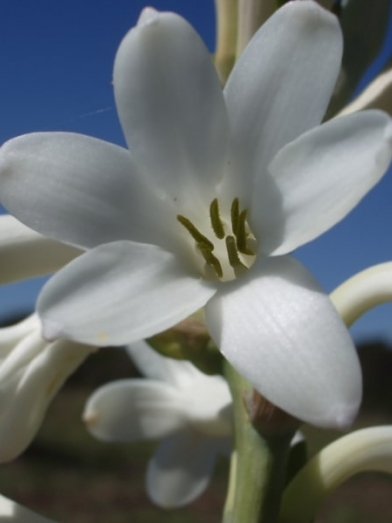 Tubéreuse tuberose