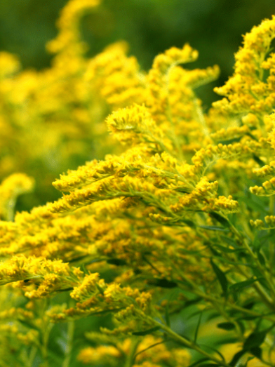 Verge d'or, goldenrod