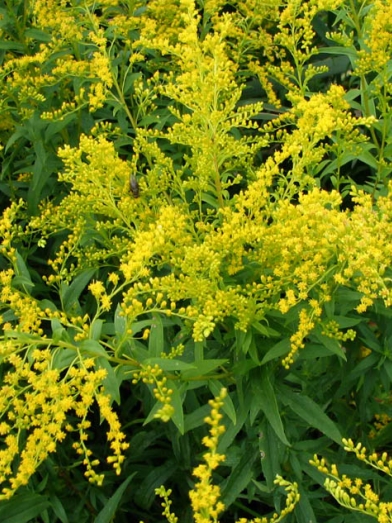 Verge d'or, goldenrod