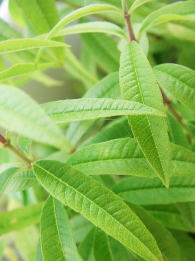 Verveine odorante, lemon verbena
