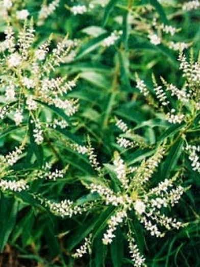 Verveine