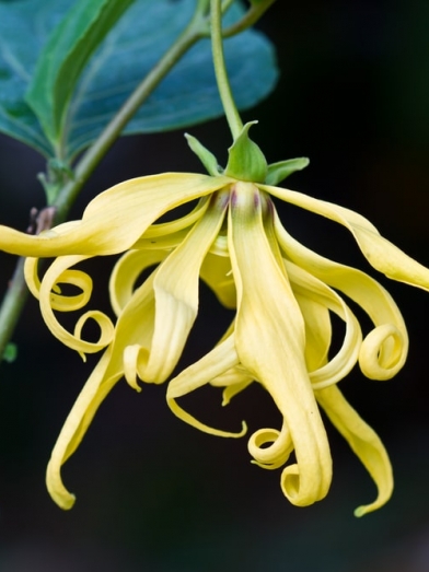 Ylang-ylang totum & extra