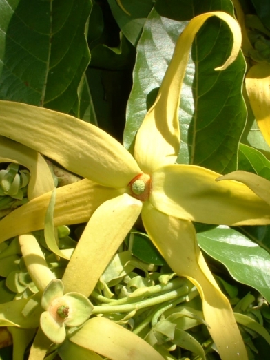 Ylang-ylang 2 & 3