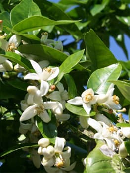 néroli, neroli